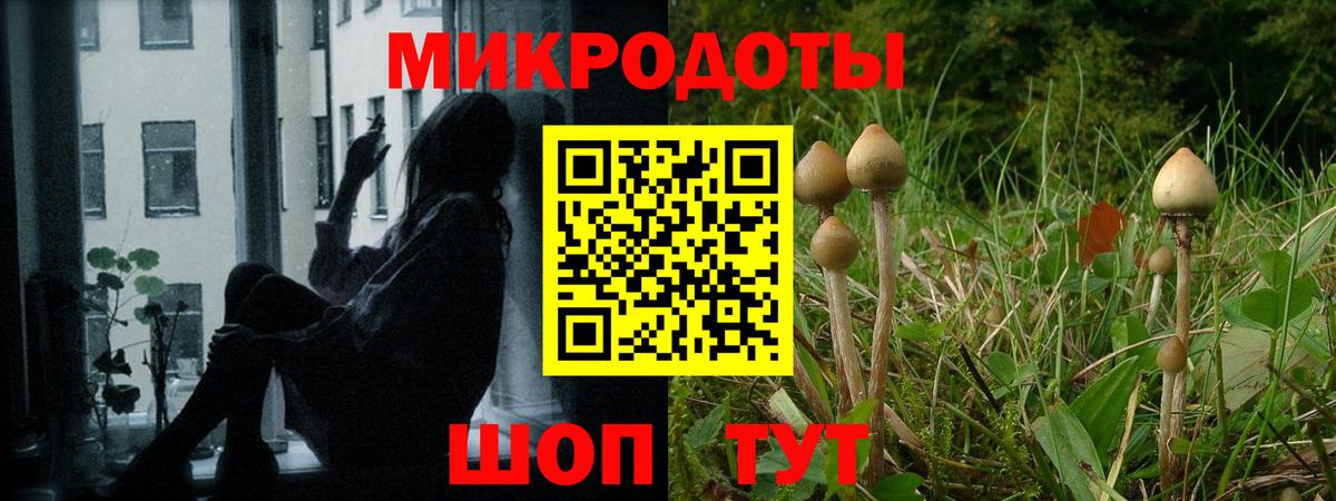 Псилоцибиновые грибы Cubensis Сальск